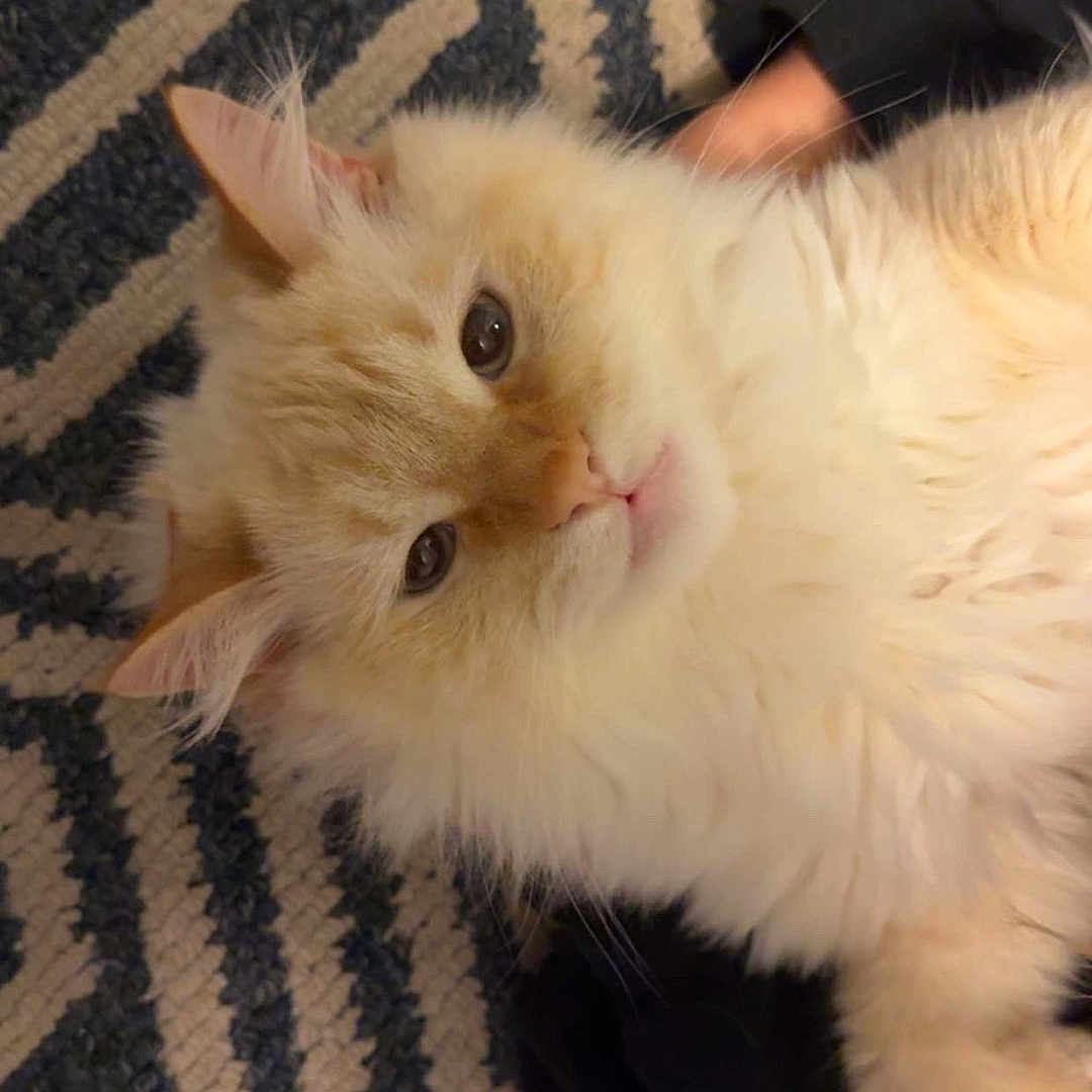 Casper is registered to the contest to win money with this photo: animal, black_fabric, calm, cat, closeup, cream_colored, cute, domestic_cat, ears, eye_contact, fluffy, fur, indoor, lying_down, pet, relaxed, rug, soft_texture, whiskers, zigzag_pattern