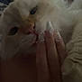 Casper joined the competition — help win amazing prizes! cat, hand, nails, furry, closeup, pet, animal, fluffy, indoor, soft, gentle, cozy, person, fingers, long_nails, cute, resting, domestic_cat, whiskers, light_shadow