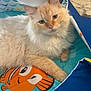 Casper is registered to the contest to win money with this photo: cat, fluffy, cream_colored, indoor, play_mat, cartoon_fish, clownfish, pet, animal, lying_down, fur, ears, whiskers, eyes, carpet, floor, blue, orange, white, relaxed