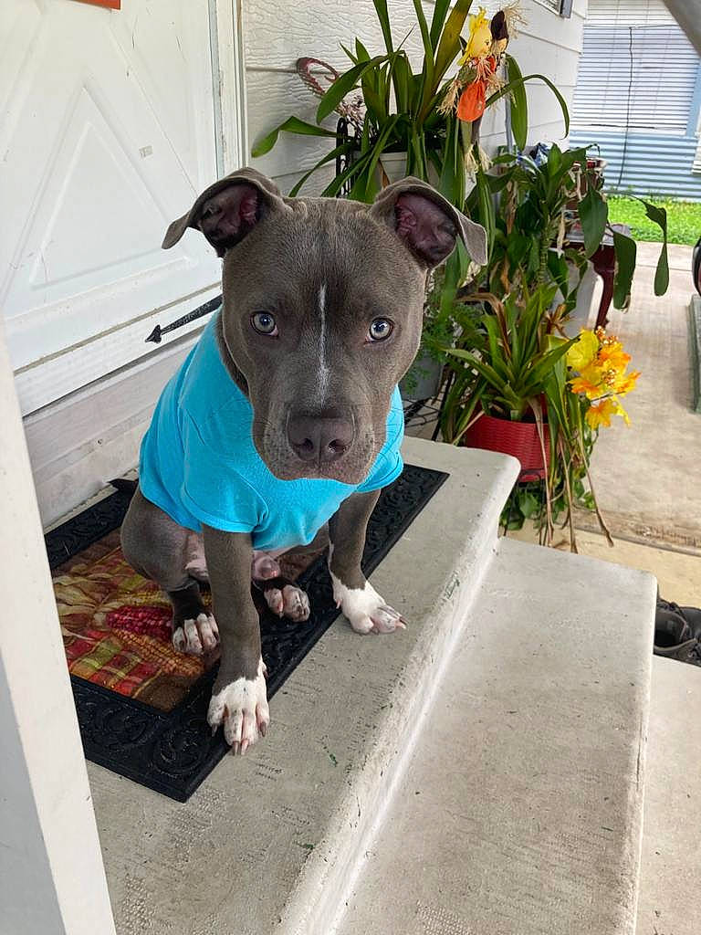 Titan joined the competition — help win amazing prizes! annual_plant, canidae, carnivore, collar, companion_dog, dog, dog_breed, dog_supply, electric_blue, fawn, flower, flowerpot, houseplant, non_sporting_group, plant, snout, sporting_group, whiskers, working_animal