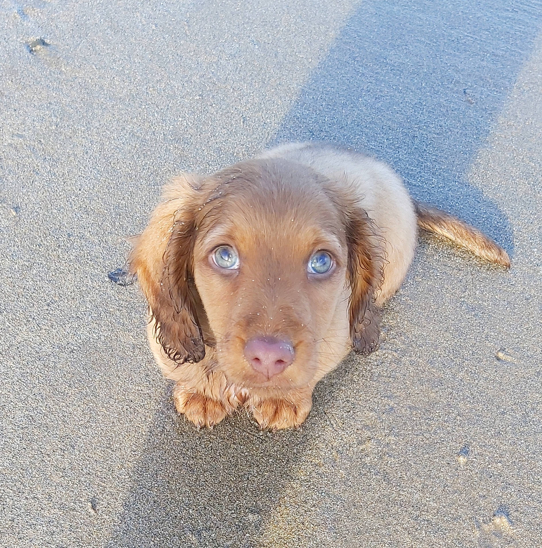 Bruno is registered to the contest to win money with this photo: asphalt, canidae, carnivore, companion_dog, concrete, dog, dog_breed, fawn, flooring, fur, gun_dog, hunting_dog, liver, road_surface, snout, sporting_group, tar, wood, working_animal