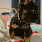 Cash joined the competition — help win amazing prizes! bed, blanket, bokeh, brown_fur, close_up, collar, cute, dog, domestic, ears, eye_reflection, furry, indoor, name_tag, paw, pet, portrait, puppy, side_profile, young_dog