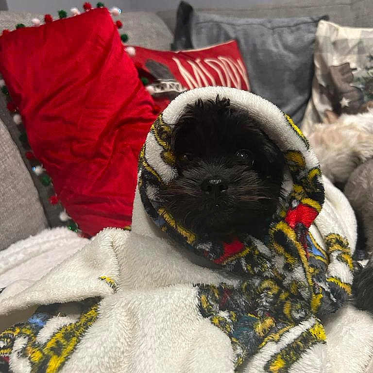 Loki joined the competition — help win amazing prizes! animal, black_dog, blanket, comfort, couch, cozy, cute, dog, fur, gray_pillow, home, indoor, patterned_blanket, pet, pillows, red_pillow, resting, small_dog, snug, wrapped