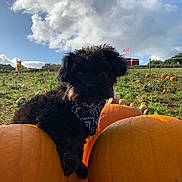 Loki joined the competition — help win amazing prizes! puppy, dog, black_dog, pumpkin, pumpkin_patch, bandana, outdoor, grass, field, cloud, sky, nature, animal, cute, pet, fall, harvest, greenery, daytime, landscape