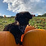 puppy, dog, black_dog, pumpkin, pumpkin_patch, bandana, outdoor, grass, field, cloud, sky, nature, animal, cute, pet, fall, harvest, greenery, daytime, landscape