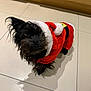 Loki joined the competition — help win amazing prizes! dog, black_dog, small_dog, pet, costume, santa_outfit, holiday, christmas, festive, indoors, tile_floor, fur, cute, looking_up, one_ear_up, shadow, floor_tiles, cabinet, animal, domestic_animal