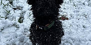 Loki joined the competition — help win amazing prizes! dog, black_dog, snow, winter, outdoor, pet, animal, fur, collar, grass, nature, cute, fluffy, canine, cold, snowy_ground, weather, playful, small_dog, sitting