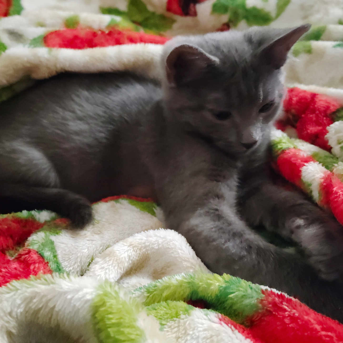 Baby Butti joined the competition — help win amazing prizes! animal, blanket, cat, colorful, comfort, cozy, cute, feline, fur, gray_cat, green, indoor, kitten, pet, red, resting, sleepy, soft_texture, stretching, white