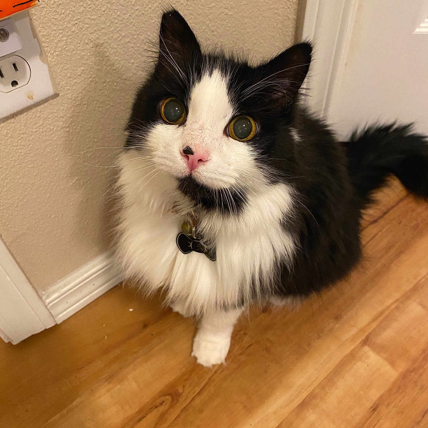 Benny is registered to the contest to win money with this photo: abyssinian, angora, animal, architecture, building, cat, drawer, furniture, hardwood, indoors, interiordesign, kitten, livingroom, manx, pet, plywood, room, shelf, stainedwood, wood
