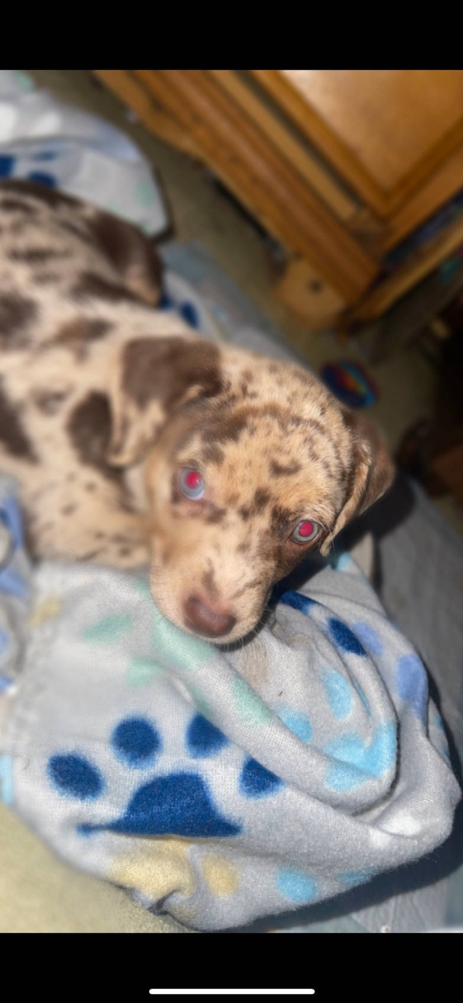 Layla is registered to the contest to win money with this photo: canidae, carnivore, comfort, companion_dog, dog, dog_breed, fawn, fur, non_sporting_group, snout, sporting_group, terrestrial_animal, whiskers, wood