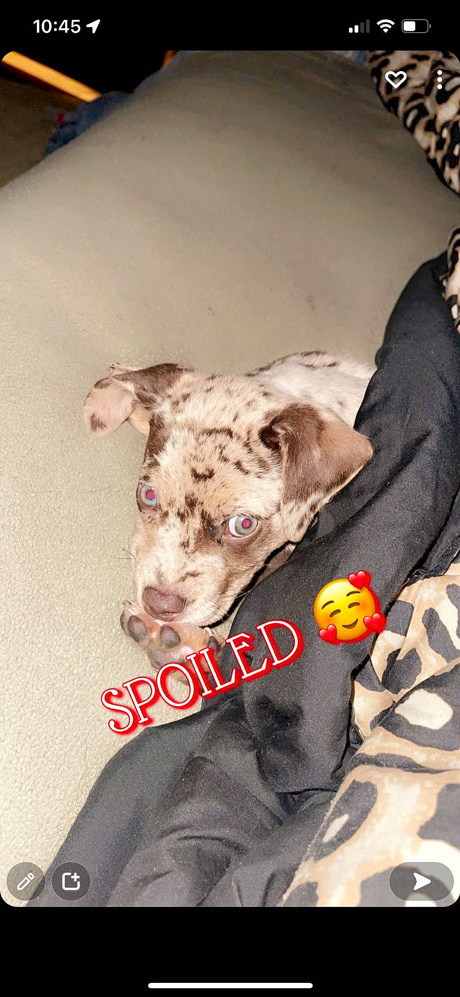 Layla is registered to the contest to win money with this photo: animal_feed, canidae, carnivore, collar, companion_dog, dog, dog_breed, dog_supply, drinkware, fawn, fur, ingredient, livestock, pet_supply, sleeve, snout, sporting_group, tableware, terrestrial_animal, working_animal