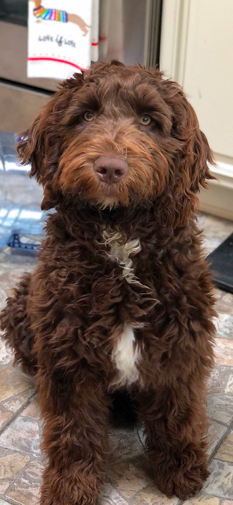 Cannoli joined the competition — help win amazing prizes! canidae, carnivore, companion_dog, dog, dog_breed, dog_collar, event, fur, liver, pudelpointer, snout, sporting_group, terrier, water_dog, working_animal