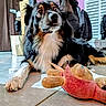 Syrah a rejoint le concours — aidez-le/la à gagner de superbes lots ! dog, berner_mountain_dog, long_hair, fluffy, tricolor, black_fur, brown_fur, white_fur, face, eyes, nose, ears, paws, sitting, indoor, tile_floor, clothing, window, stuffed_toy, portrait