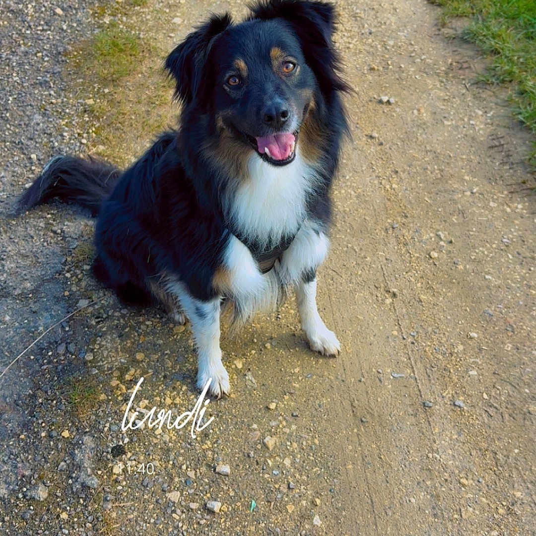Syrah