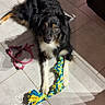 Syrah participe au concours pour gagner de l'argent avec cette photo : dog, puppy, black_and_tan, fluffy, lying_down, front_view, face, eyes, paws, rope_toy, chew_toy, leash, indoor, tile_floor, sunlight, shadows, pet, playtime, portrait, text_overlay