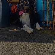 Syrah a rejoint le concours — aidez-le/la à gagner de superbes lots ! dog, pet, canine, fluffy, black_and_tan, white_chest, lying_down, panting, open_mouth, tongue, outdoor, garage, workshop, tools, ladder, garden_equipment, hose, blue_barrel, concrete, photography