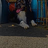 dog, pet, canine, fluffy, black_and_tan, white_chest, lying_down, panting, open_mouth, tongue, outdoor, garage, workshop, tools, ladder, garden_equipment, hose, blue_barrel, concrete, photography