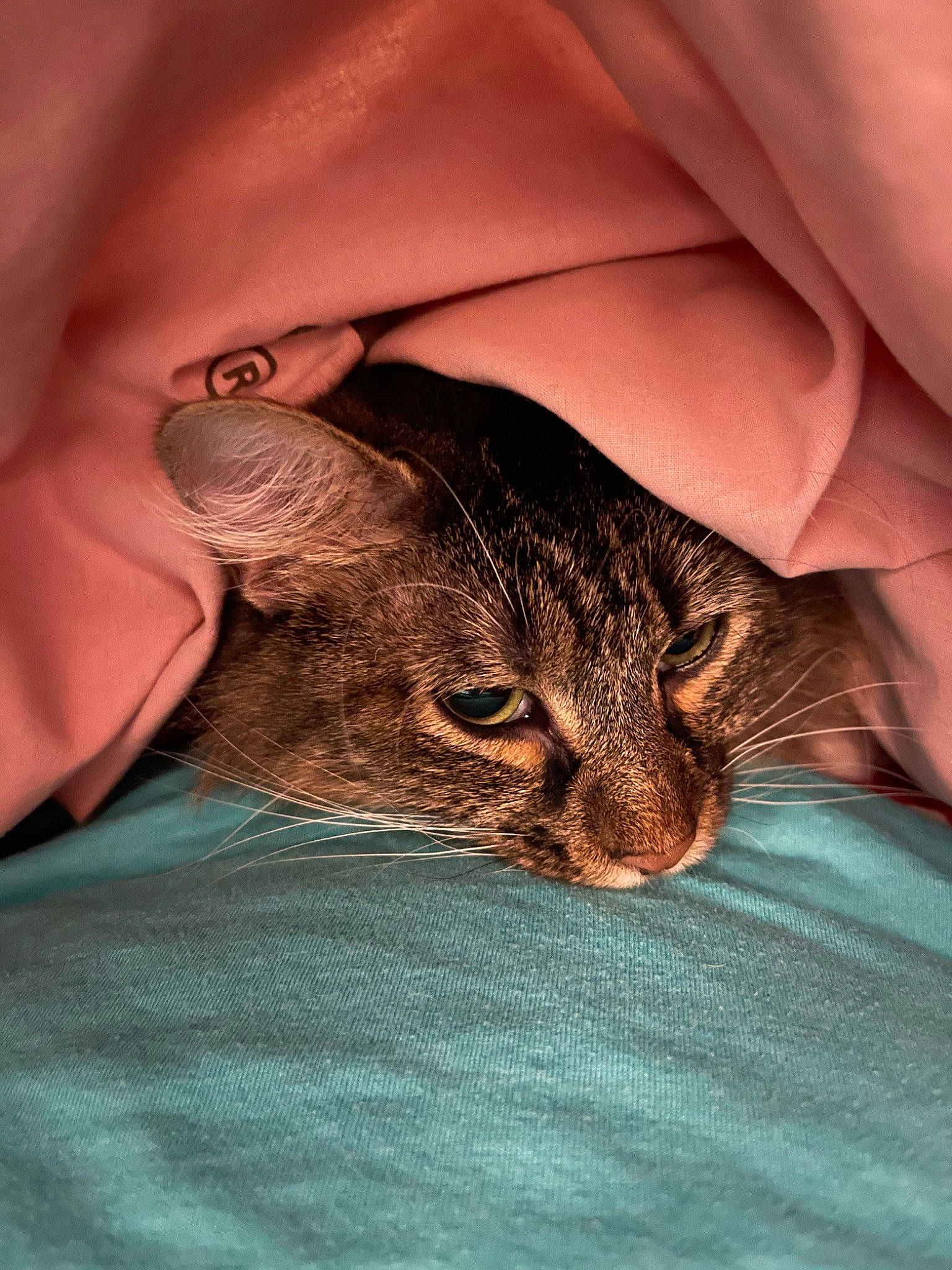 Stella joined the competition — help win amazing prizes! big_cats, carnivore, cat, claw, comfort, domestic_short_haired_cat, ear, fawn, felidae, fur, gesture, human_leg, linens, nap, sleep, small_to_medium_sized_cats, snout, terrestrial_animal, whiskers, wildlife