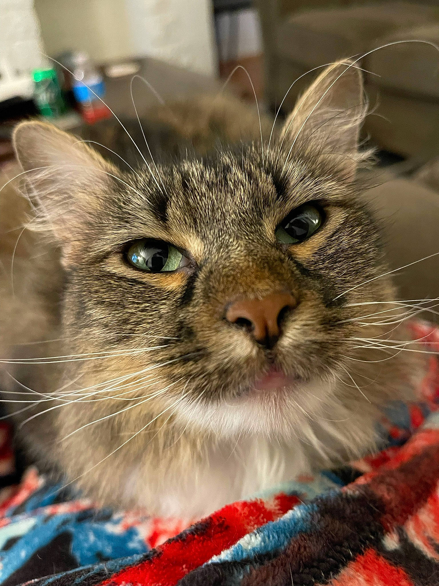 Stella is registered to the contest to win money with this photo: carnivore, cat, claw, close_up, collar, domestic_short_haired_cat, fawn, felidae, fur, iris, pet_supply, small_to_medium_sized_cats, snout, terrestrial_animal, tree, whiskers, wildlife