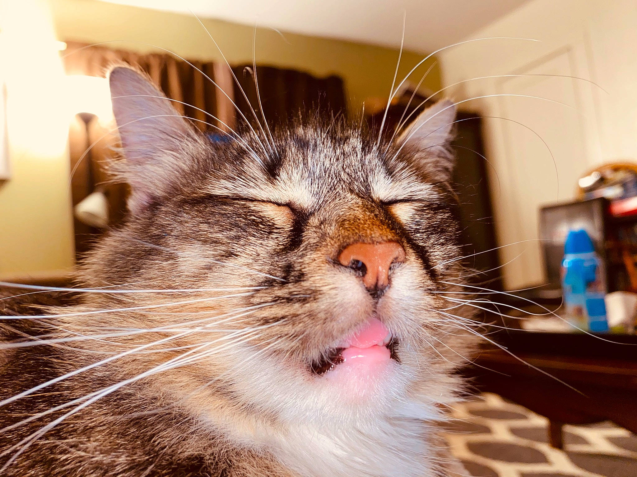 Stella is registered to the contest to win money with this photo: bottle, carnivore, cat, claw, domestic_short_haired_cat, felidae, fur, paw, small_to_medium_sized_cats, snout, terrestrial_animal, whiskers