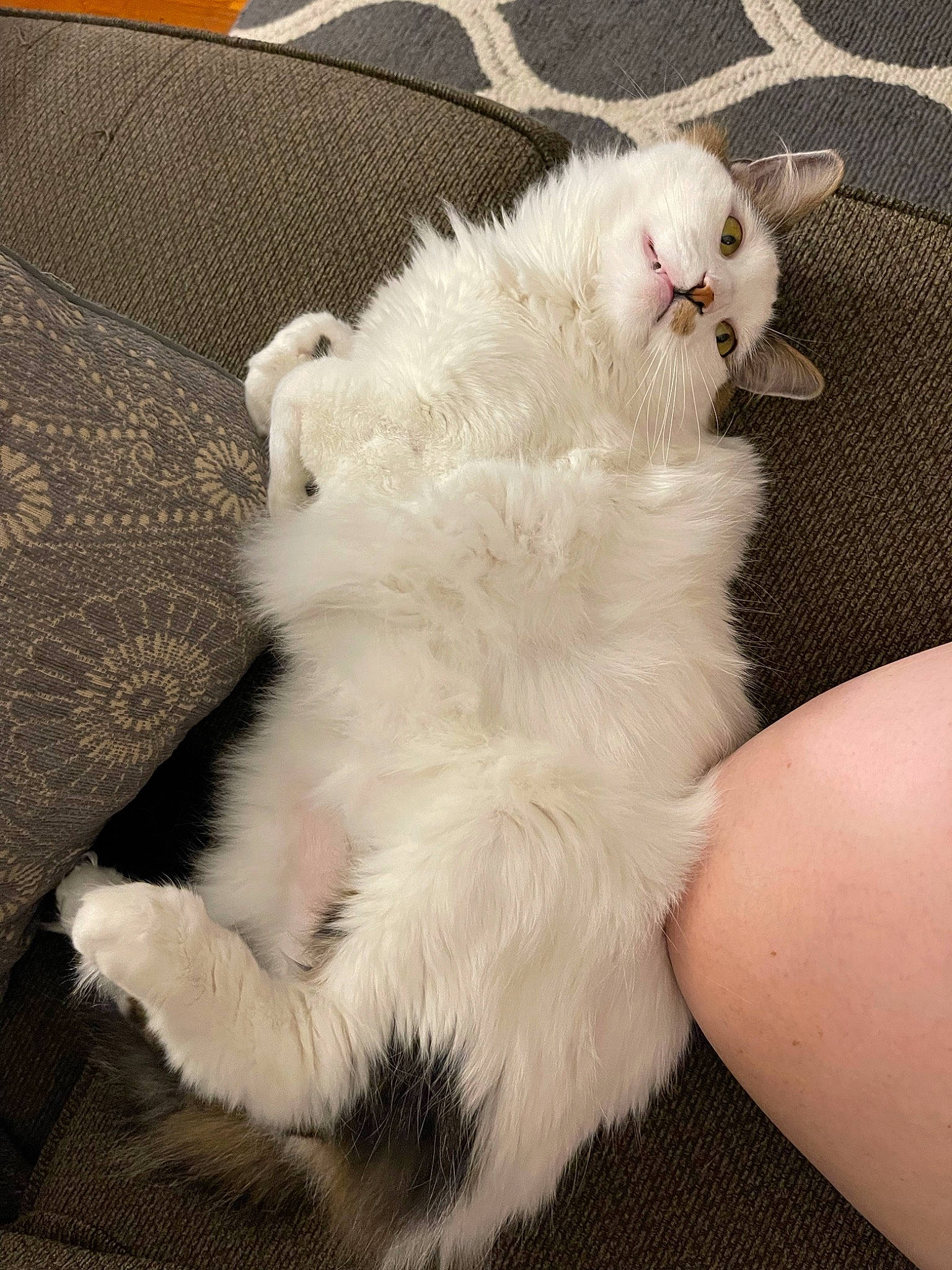 Maylee joined the competition — help win amazing prizes! carnivore, cat, claw, comfort, domestic_short_haired_cat, eye, fawn, felidae, foot, fur, gesture, nail, nap, paw, ragdoll, sleep, small_to_medium_sized_cats, snout, tail, whiskers