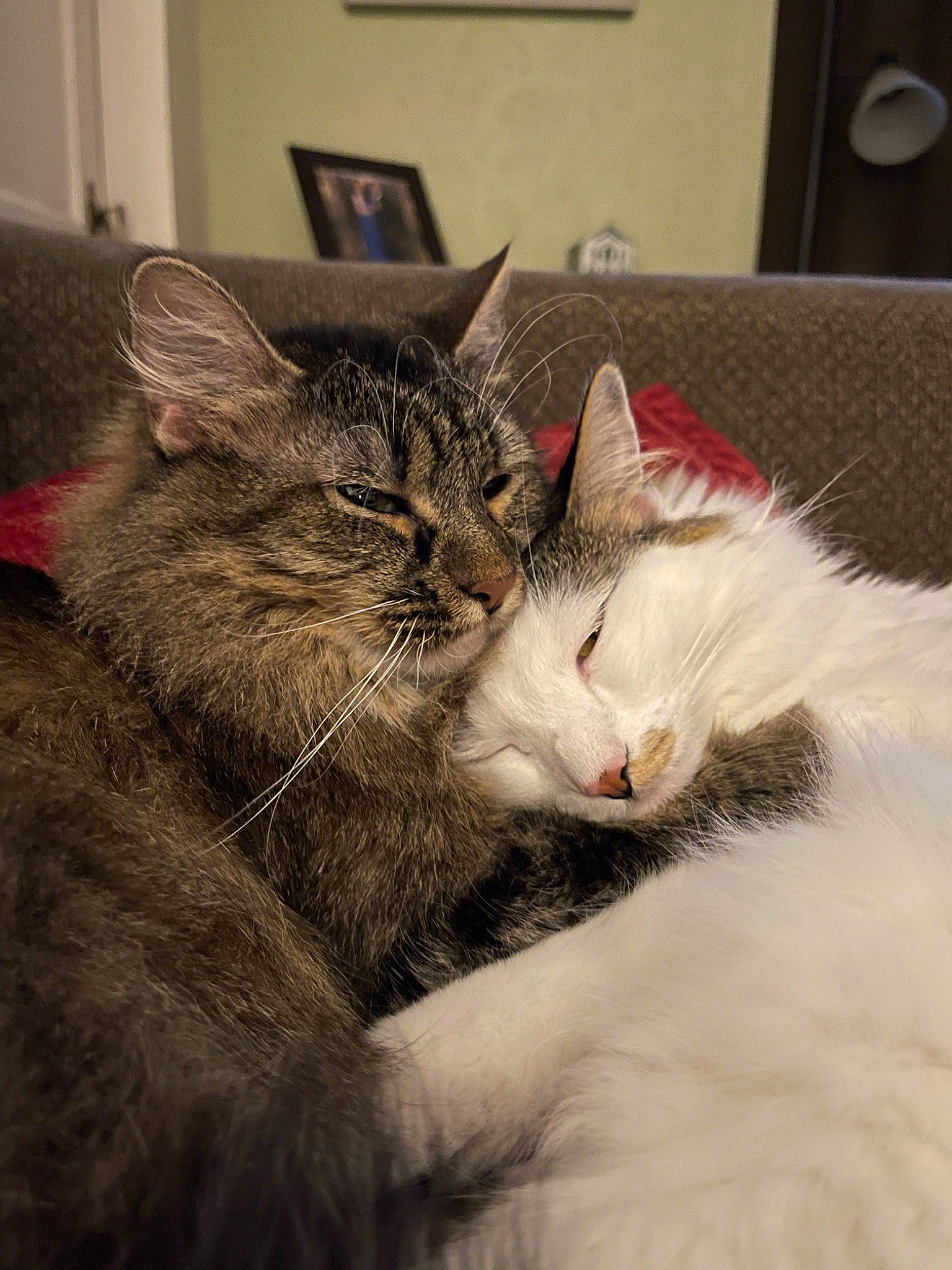 Maylee joined the competition — help win amazing prizes! audio_equipment, box, carnivore, cat, claw, comfort, domestic_short_haired_cat, ear, felidae, fur, loudspeaker, nap, paw, picture_frame, small_to_medium_sized_cats, snout, studio_monitor, tail, vertebrate, whiskers