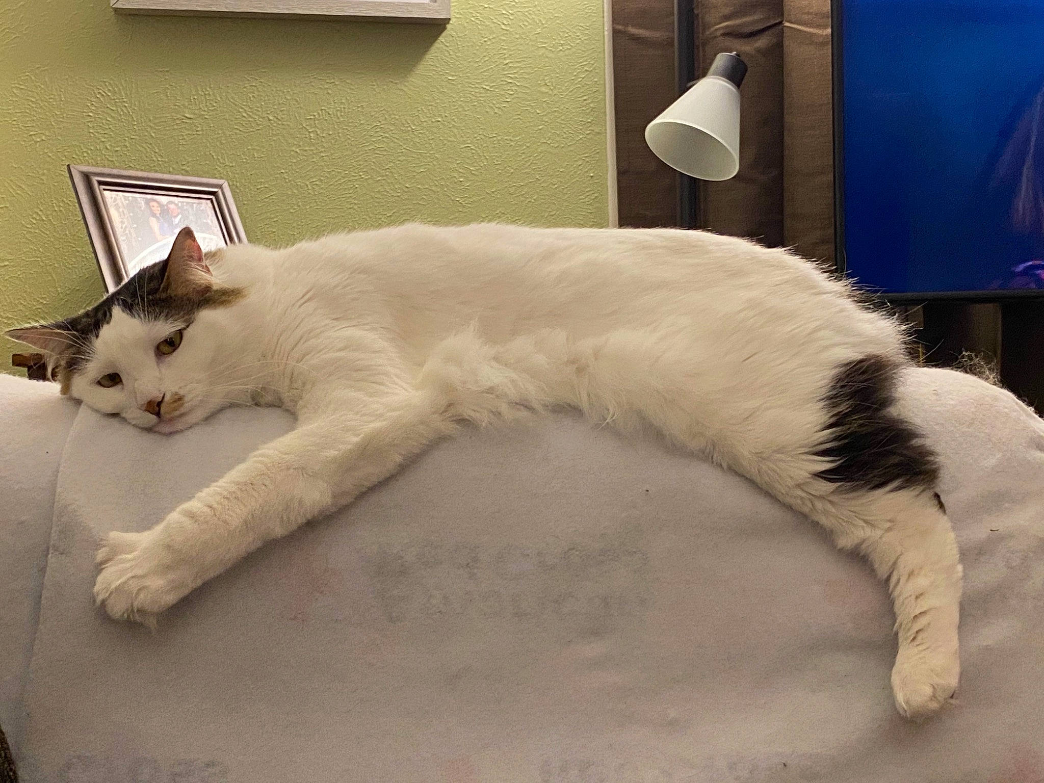 Maylee is registered to the contest to win money with this photo: bedding, carnivore, cat, comfort, companion_dog, domestic_short_haired_cat, felidae, flooring, foot, fur, home_appliance, linens, mammal, nap, paw, small_to_medium_sized_cats, snout, tail, whiskers, window