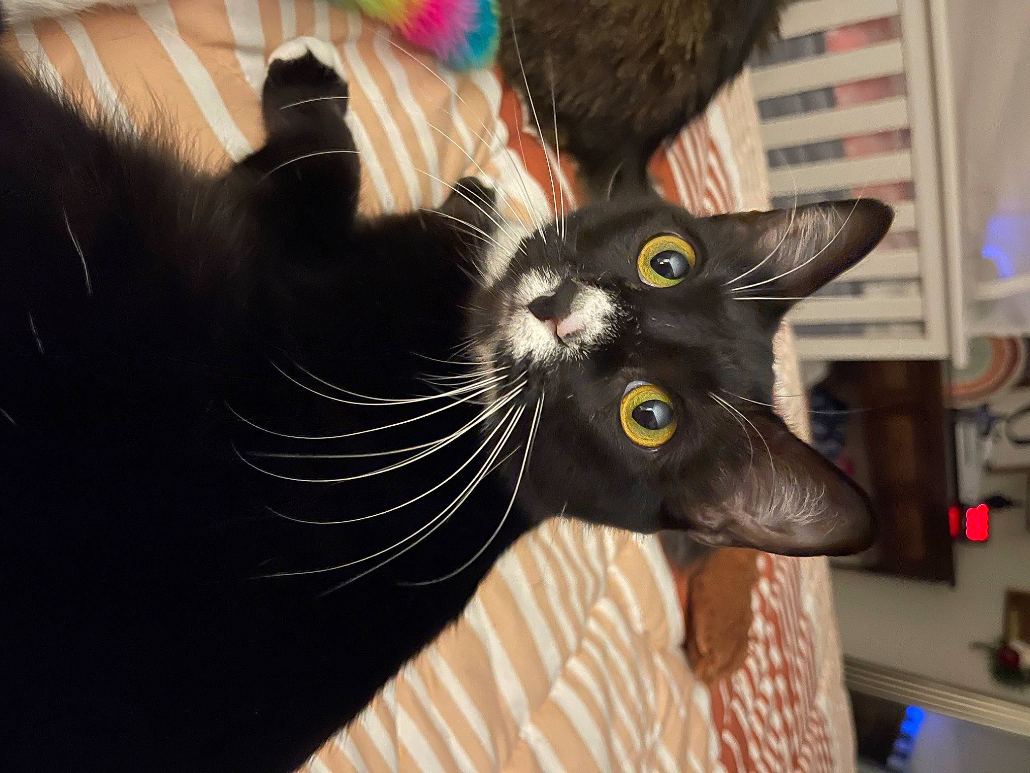 Earl is registered to the contest to win money with this photo: art, black_cat, carmine, carnivore, cat, domestic_short_haired_cat, felidae, fur, small_to_medium_sized_cats, snout, tail, visual_arts, whiskers