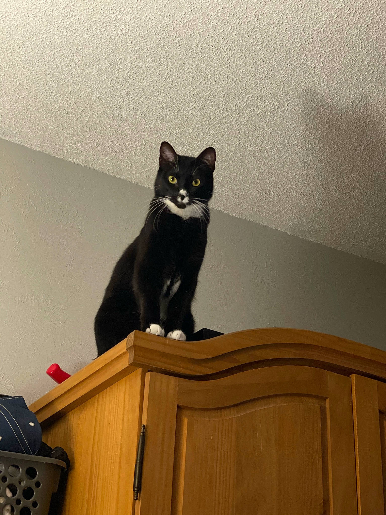 Earl joined the competition — help win amazing prizes! black_cat, bombay, carnivore, cat, domestic_short_haired_cat, felidae, floor, flooring, fur, grey, hardwood, room, sitting, small_to_medium_sized_cats, snout, tail, whiskers, window, wood, wood_stain