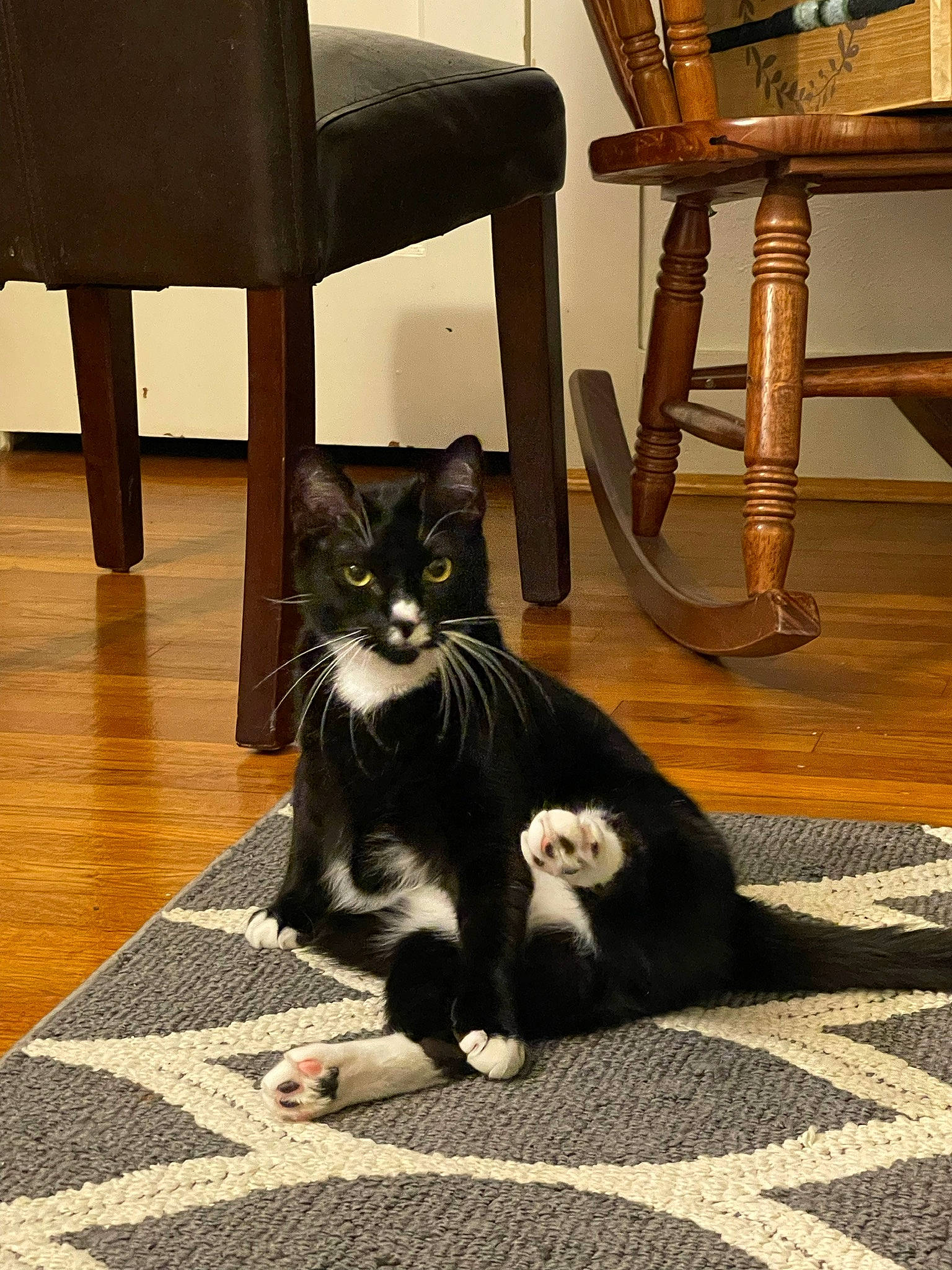 Earl joined the competition — help win amazing prizes! black_cat, carnivore, cat, chair, comfort, felidae, floor, flooring, furniture, grey, hardwood, line, mammal, small_to_medium_sized_cats, snout, vertebrate, whiskers, window, wood, wood_stain