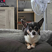 Tiago a rejoint le concours — aidez-le/la à gagner de superbes lots ! animal, black_and_white, brown_markings, camera_facing, chihuahua, clock, couch, crossed_paws, cushion, dog, fan, home_decor, indoors, living_room, paws, pet, portrait, sitting, small_dog, upright_ears