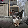 animal, black_and_white, brown_markings, camera_facing, chihuahua, clock, couch, crossed_paws, cushion, dog, fan, home_decor, indoors, living_room, paws, pet, portrait, sitting, small_dog, upright_ears