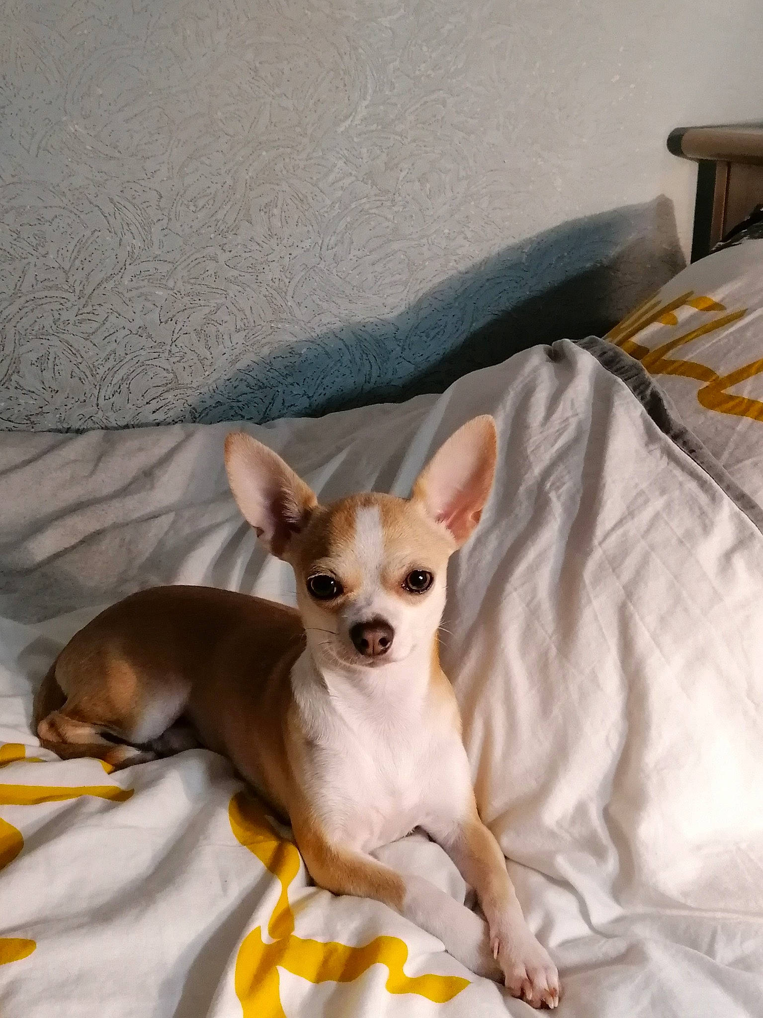 Pablo a rejoint le concours — aidez-le/la à gagner de superbes lots ! american_hairless_terrier, canidae, carnivore, chihuahua, companion_dog, corgi_chihuahua, dog, dog_breed, ear, english_toy_terrier, fawn, mammal, puppy, russkiy_toy, toy_dog, toy_fox_terrier, vertebrate, whiskers