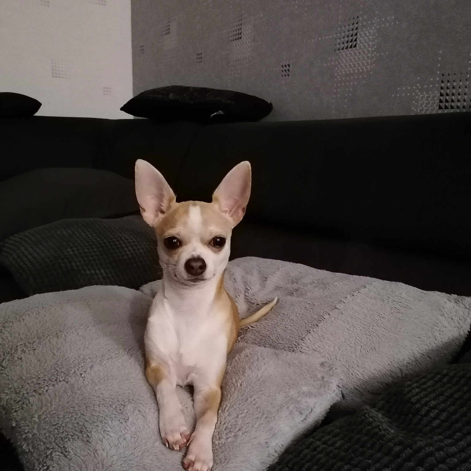 Pablo