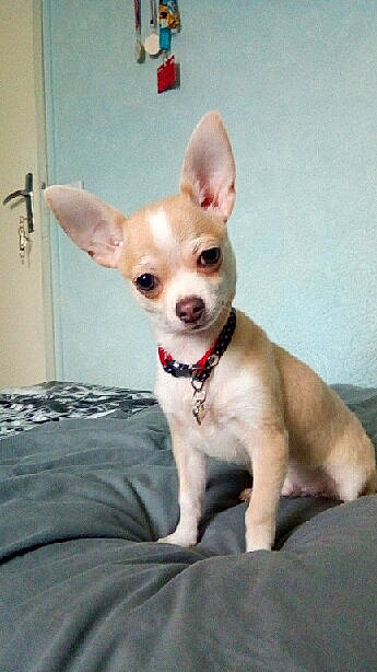 Pablo a rejoint le concours — aidez-le/la à gagner de superbes lots ! ancient_dog_breeds, canidae, carnivore, chihuahua, companion_dog, corgi_chihuahua, dog, dog_breed, ear, english_toy_terrier, fawn, mammal, puppy, russkiy_toy, skin, snout, toy_dog, vertebrate, whiskers