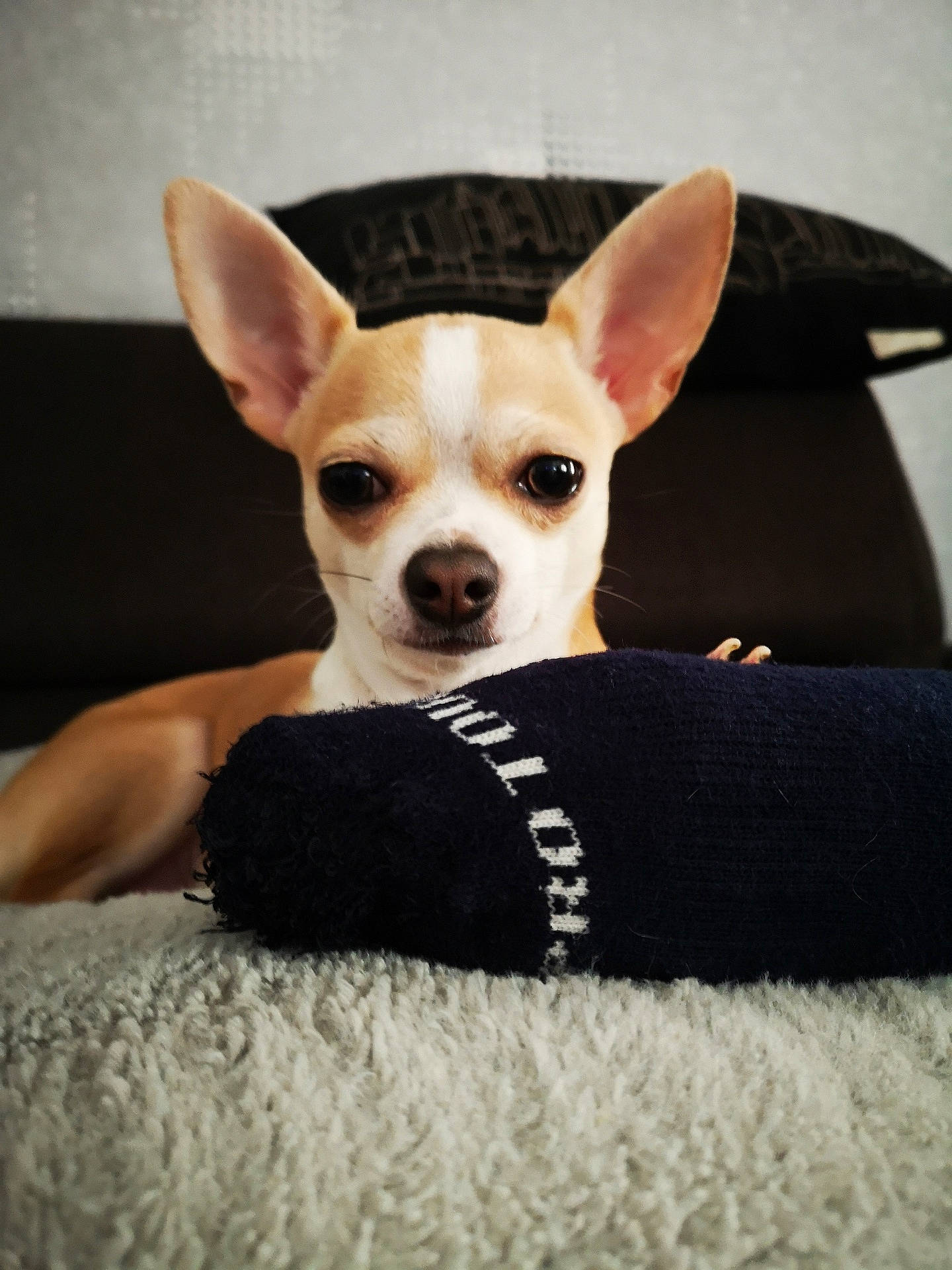 Pablo participe au concours pour gagner de l'argent avec cette photo : canidae, carnivore, chihuahua, companion_dog, corgi_chihuahua, dog, dog_breed, ear, fawn, fur, mammal, puppy, russkiy_toy, snout, teddy_roosevelt_terrier, toy_dog, toy_fox_terrier, vertebrate, whiskers