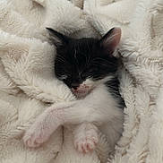 Milka participe au concours pour gagner de l'argent avec cette photo : kitten, cat, sleeping, black_and_white, fluffy_blanket, cozy, cute, pet, animal, soft_texture, paw, resting, fur, small, peaceful, indoors, comfort, warm, relaxation, adorable