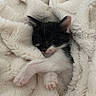 adorable, animal, black_and_white, cat, comfort, cozy, cute, fluffy_blanket, fur, indoors, kitten, paw, peaceful, pet, relaxation, resting, sleeping, small, soft_texture, warm
