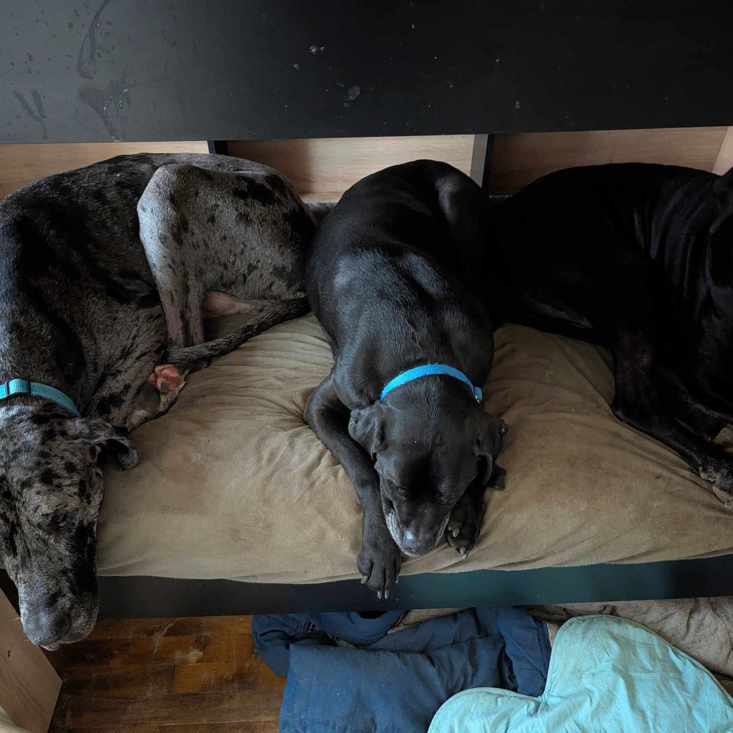 Odin Jedy Jim a rejoint le concours — aidez-le/la à gagner de superbes lots ! animal, bench, black, brown, canine, collar, companion, cushion, dog, fur, indoor, peaceful, pet, quiet, relaxing, resting, sleeping, spotted, three_dogs, wooden_floor