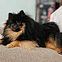 Bear Bandit Baker joined the competition — help win amazing prizes! adult, animal, armchair, canine, cat, chair, cockerspaniel, couch, cushion, dog, female, furniture, germanshepherd, homedecor, papillon, person, pet, puppy, terrier, woman