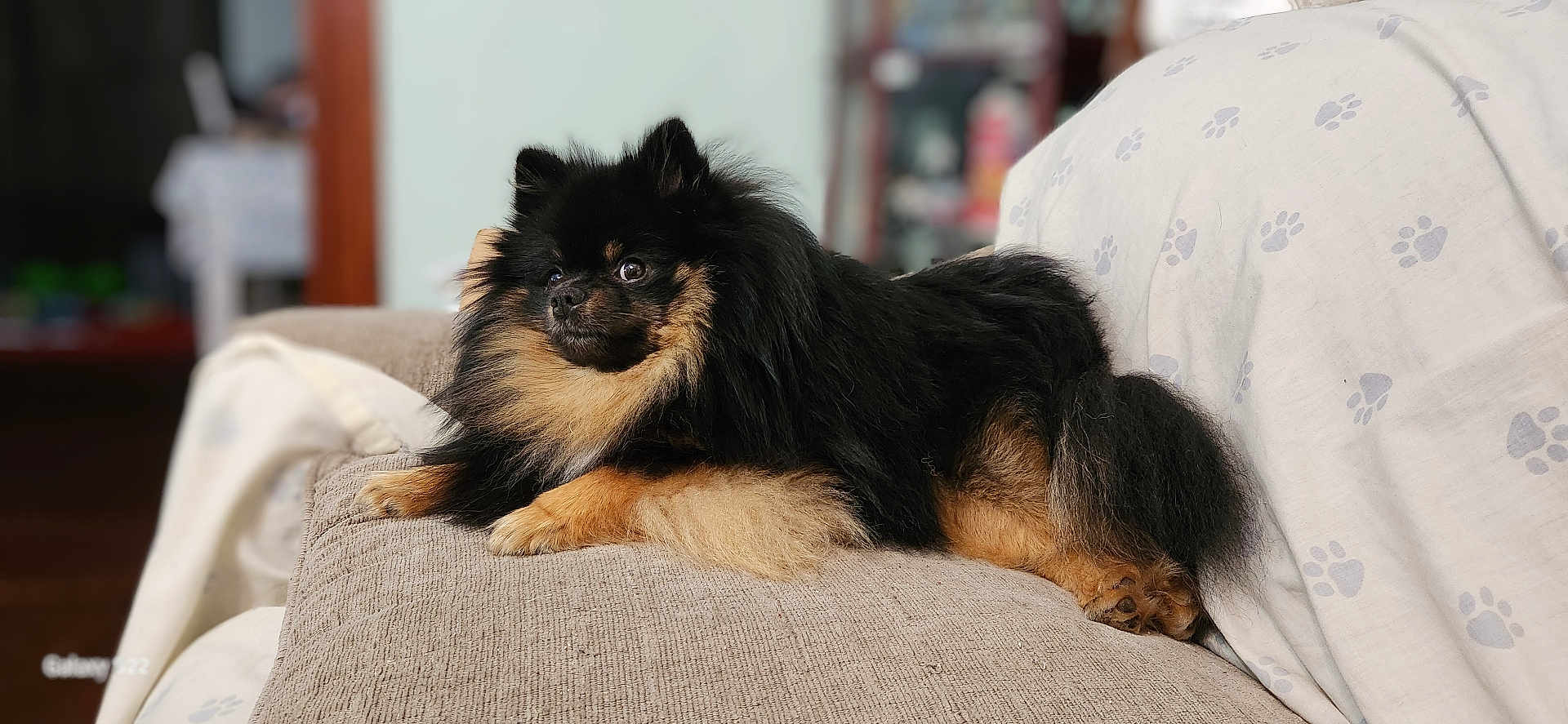 Bear Bandit Baker joined the competition — help win amazing prizes! adult, animal, armchair, canine, cat, chair, cockerspaniel, couch, cushion, dog, female, furniture, germanshepherd, homedecor, papillon, person, pet, puppy, terrier, woman