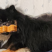 Bear Bandit Baker is registered to the contest to win money with this photo: affenpinscher, animal, bed, boy, canine, cat, child, chow, couch, cushion, dog, eskimodog, food, furniture, homedecor, male, person, pet, puppy, sweets