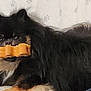 affenpinscher, animal, bed, boy, canine, cat, child, chow, couch, cushion, dog, eskimodog, food, furniture, homedecor, male, person, pet, puppy, sweets