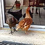 Cocotte Et Poulette participe au concours pour gagner de l'argent avec cette photo :