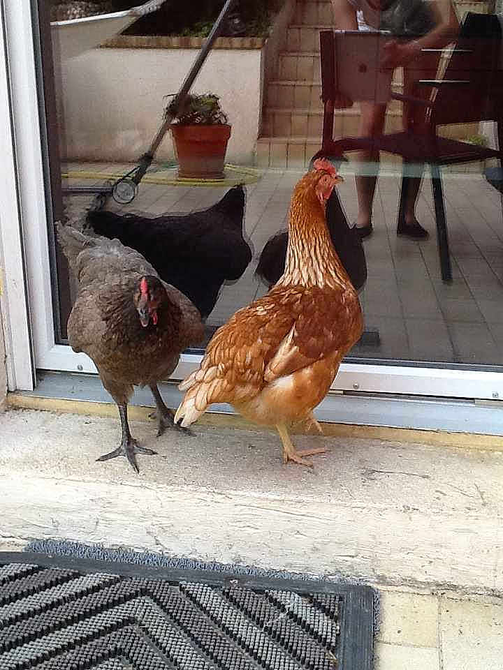 Cocotte Et Poulette