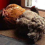 Cocotte Et Poulette participe au concours pour gagner de l'argent avec cette photo :