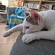 Atol participe au concours pour gagner de l'argent avec cette photo : cat, white_cat, lounging, stretching, couch, indoor, furniture, blanket, bookshelf, books, cds, lamp, floor, relaxed, pet, domestic, cozy, closeup, paw, ear