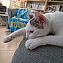 cat, white_cat, lounging, stretching, couch, indoor, furniture, blanket, bookshelf, books, cds, lamp, floor, relaxed, pet, domestic, cozy, closeup, paw, ear