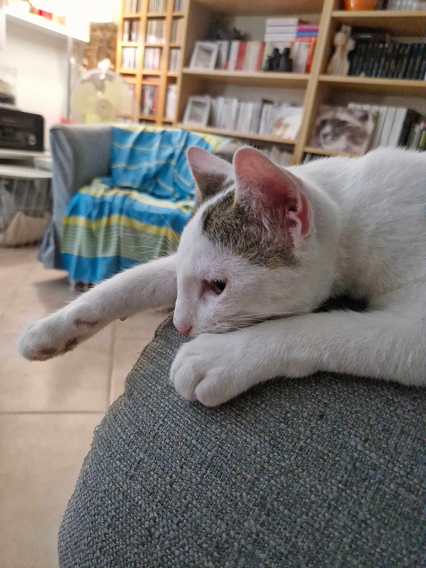 Atol participe au concours pour gagner de l'argent avec cette photo : cat, white_cat, lounging, stretching, couch, indoor, furniture, blanket, bookshelf, books, cds, lamp, floor, relaxed, pet, domestic, cozy, closeup, paw, ear