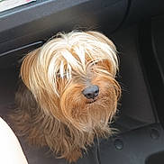Naho participe au concours pour gagner de l'argent avec cette photo : adult, affenpinscher, airedale, animal, bride, canine, dog, female, hound, machine, medication, person, pet, pill, poodle, puppy, spoke, terrier, wedding, woman